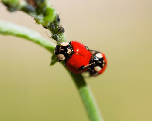 Item #51400291573821897858341146443877866955603182621388920438661252914897720705025 Media