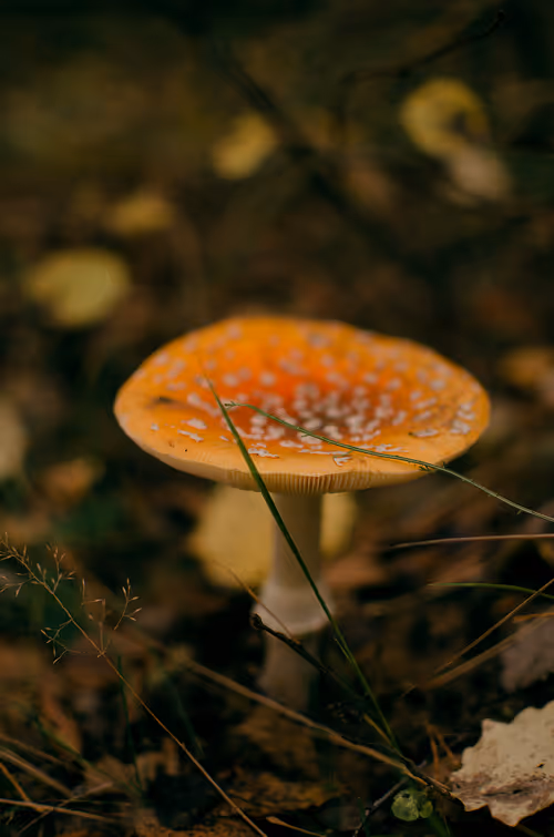 Item #89749655781633695214918973850275472722969414754438239918620403774340267507713 Media