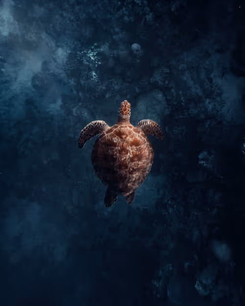 Item #28576884558960261702679330541156353592021494721255183711613472595796289388545 Media