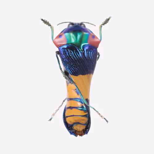 Item #111059480755819072401472915714429599823664809872456549623330074127175245627393 Media