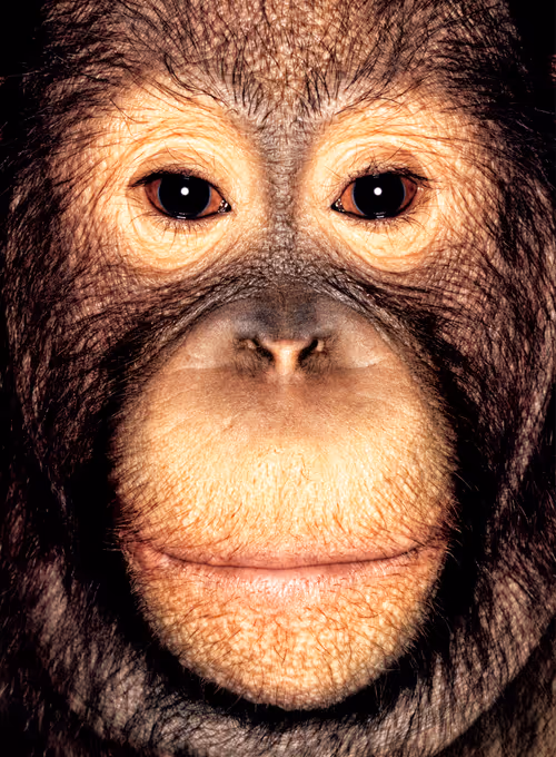 Item #109162157552346088047496633038404394118504199992061596446112929731574012837889 Media