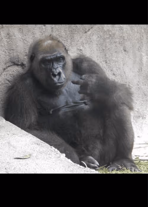 Item #85759807774714586460720651753290315813953651366721325870556511319917783416833 Media