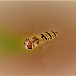 the beautiful world of the little one