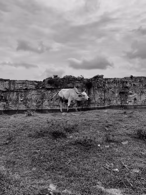 Item #86109783756313584205852517343469947488147622379281892580711212494491905687553 Media