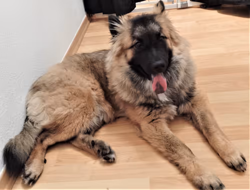 Item #31162040444534190828371582239464133618123531602115762581247895305523461881857 Media