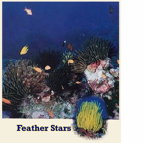 Item #74384147968351040579703062341997949899687300572859929602215661713096527839242 Media