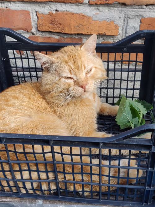 Item #2828191387738603752238686948798646991305620401199569487567679197419306745857 Media