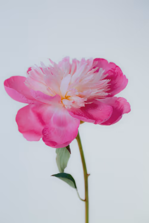 Item #6543125285758794139519418366552479585360659536622126303737984797877429338113 Media