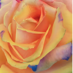 Burnt Orange Rose