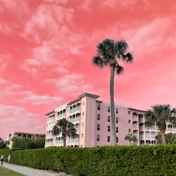 pink palm haiku
