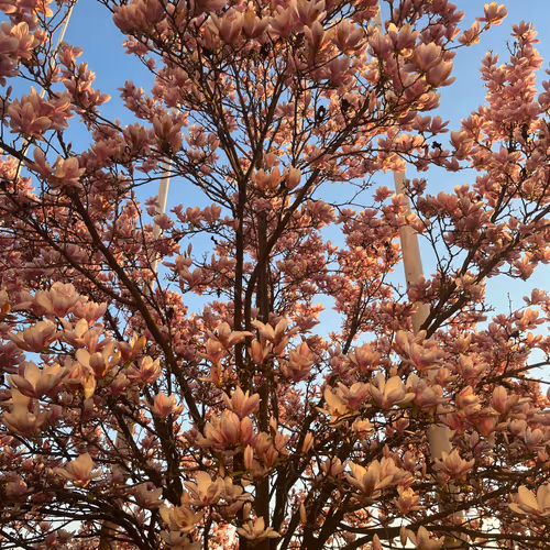 Sakura