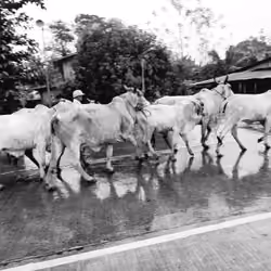 cows v1
