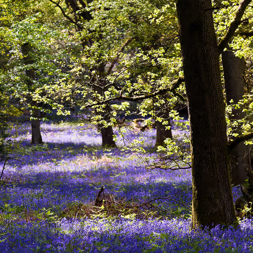 Late Afternoon in the Bluebell Woods