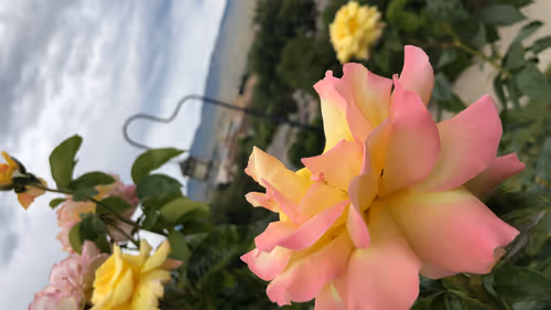 Item #23693537714086204611676086495365821193573285905873750123348194072905069363201 Media