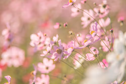 Item #108911492996146874115956011896780761878527851196280444702557873458893293617153 Media