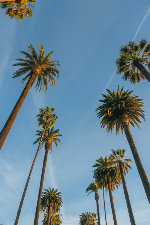 Somewhere Else: 085 - Palm Tree Mafia