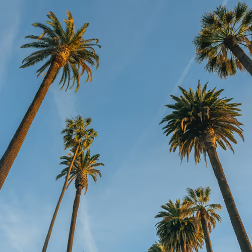 Somewhere Else: 085 - Palm Tree Mafia
