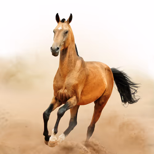 Untitled Collection #61970400