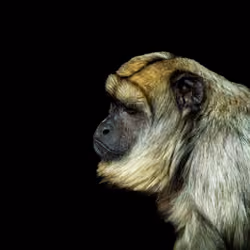 kevs monkey ape club