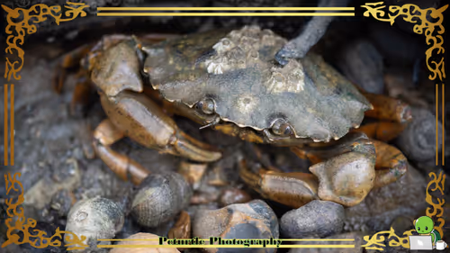 Item #63688176006920298669738405398310368792609774011425620877012057984655494742017 Media