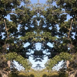 7 faces
