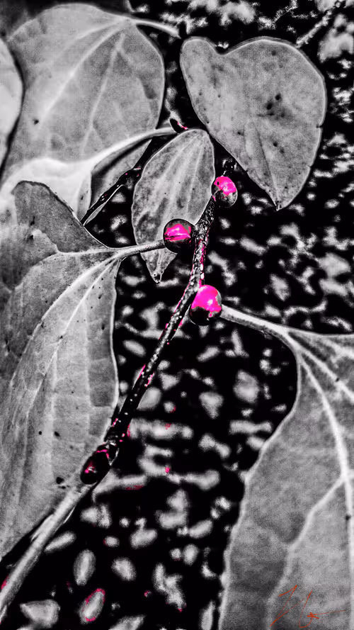 Item #20976301758881134831989222665278936219784108903075361536191037504050578849793 Media