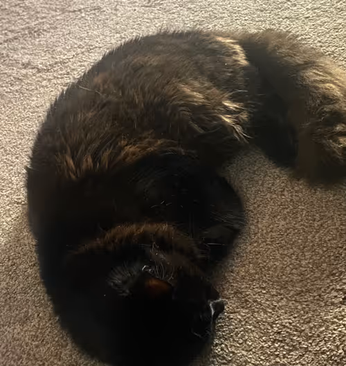 Item #96339585327060158001115702235774540540198230877876974266629907485902195654657 Media