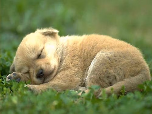 sleep dog