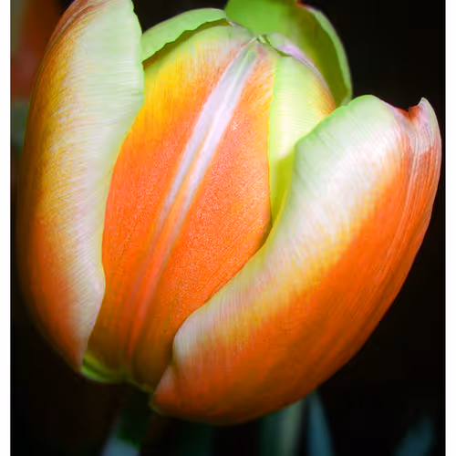 Mytulips