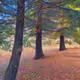 redwood relaxation 