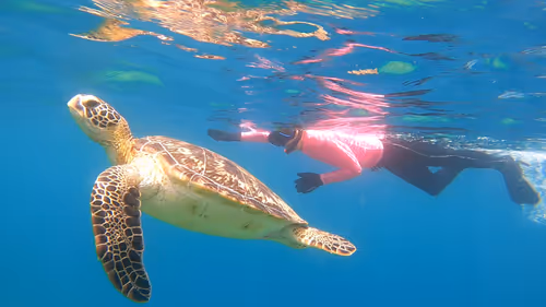 Item #93917210928009552265570427413341546020590352631026157694666951323049550413826 Media