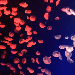 jellyfish-C