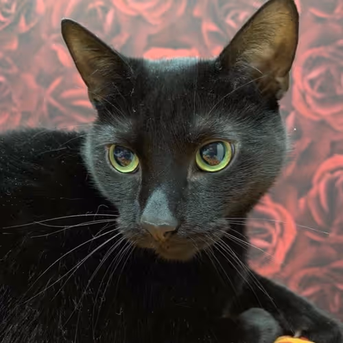 cherkaseg.linea.eth Linea Name Service (.linea.eth domains) based on ENS PFP