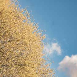 Imaginary Sky