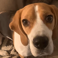Big Head Beagle