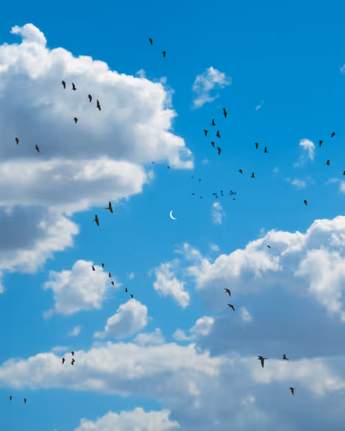 Item #9516099056367242152996622501750151802451978225621664057436231472047120711681 Media