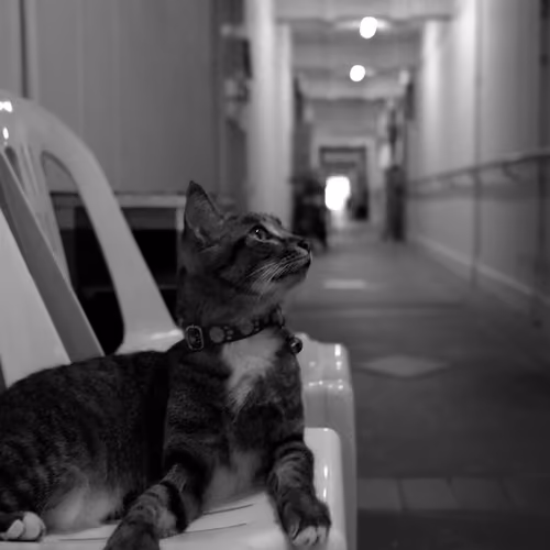 #11 Guard Cat