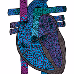Anatomical Heart #34