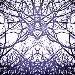 Midnight Deer - Brisk