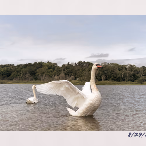 Swan