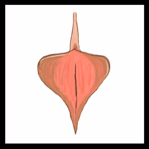 Crypto_vulva_001
