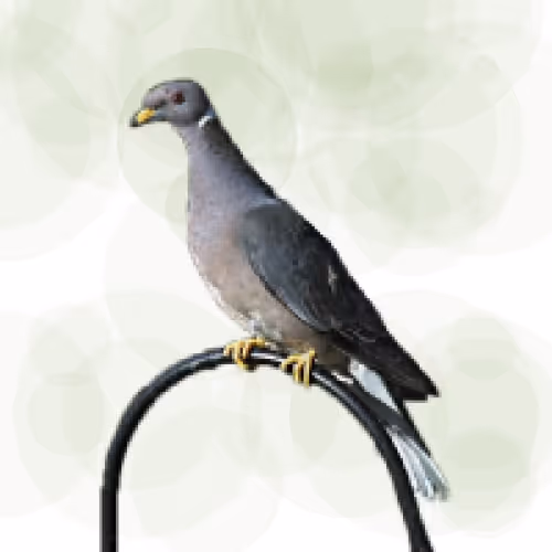 Item #44224140947385297080294490486331546758837636797201957936873602959317238022145 Media