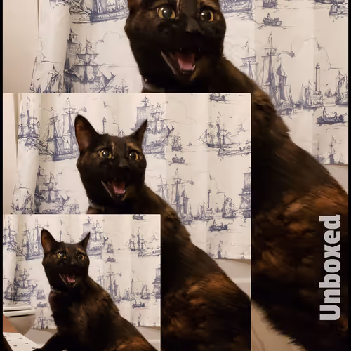 Angie The Cat