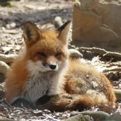 fox