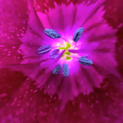 purple macro