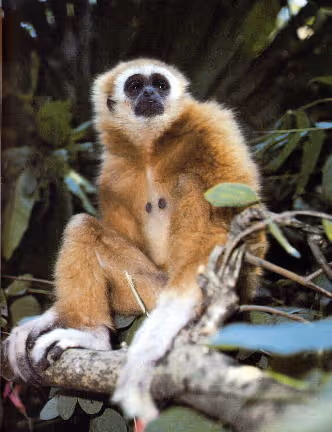 Hylobates lar
