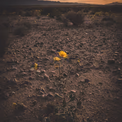 Introspective Environments XVII