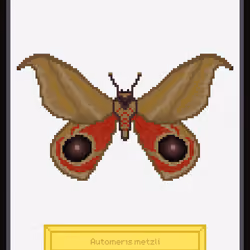 Automeris metzli