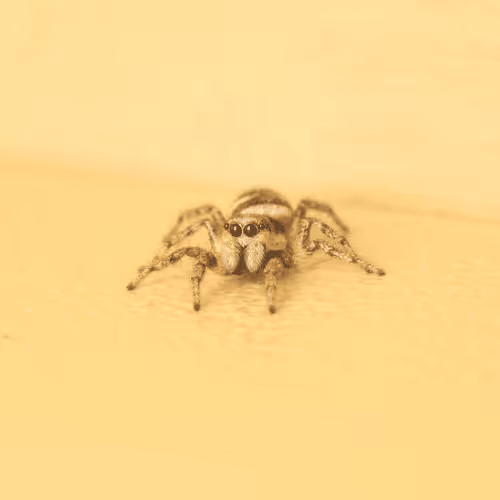 Incy Wincy Spider