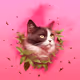 Cat Chat